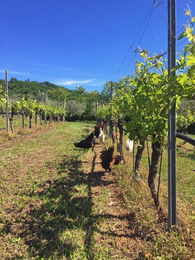 Agriturismo Ca' Cristane Villa Rivoli Veronese Kültér fotó